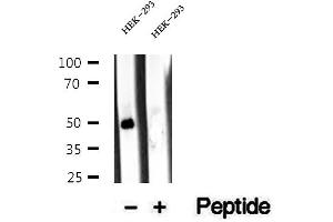 Western blot analysis of extracts of HEK-293 cells, using Antizyme inhibitor 1 antibody. (Antizyme Inhibitor 1 anticorps  (Internal Region))