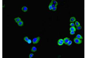 Immunofluorescent analysis of PC-3 cells using ABIN7154242 at dilution of 1:100 and Alexa Fluor 488-congugated AffiniPure Goat Anti-Rabbit IgG(H+L)