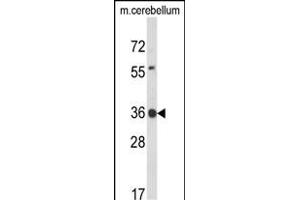 Western blot analysis of CLDND1 Antibody (Center) (ABIN653684 and ABIN2843010) in mouse cerebellum tissue lysates (35 μg/lane). (CLDND1 anticorps  (AA 43-72))