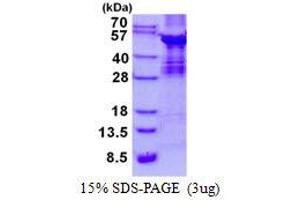 Image no. 1 for ABI Family, Member 3 (ABI3) protein (ABIN6387038) (ABI3 Protéine)