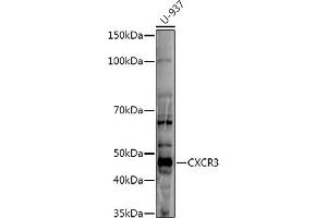 Western blot analysis of extracts of U-937 cells, using CXCR3 antibody (ABIN6131540, ABIN6139279, ABIN6139281 and ABIN6215286) at 1:500 dilution. (CXCR3 anticorps  (AA 289-368))