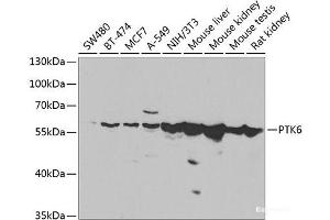 Western blot analysis of extracts of various cell lines using PTK6 Polyclonal Antibody at dilution of 1:1000. (PTK6 anticorps)