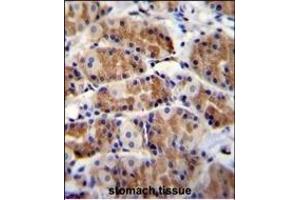 POLR3GL Antibody (Center) (ABIN655314 and ABIN2844893) immunohistochemistry analysis in formalin fixed and paraffin embedded human stomach tissue followed by peroxidase conjugation of the secondary antibody and DAB staining. (POLR3GL anticorps  (AA 65-93))