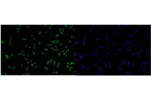 IF analysis of MCM6 using anti-MCM6 antibody (ABIN7600035). (MCM6 anticorps  (AA 14-821))