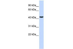 WB Suggested Anti-GATA1 Antibody Titration:  0. (GATA1 anticorps  (N-Term))