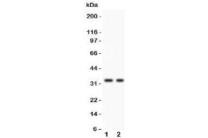 Western blot testing of SFRP2 antibody and 1. (SFRP2 anticorps  (AA 104-295))