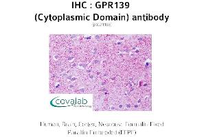 Image no. 1 for anti-G Protein-Coupled Receptor 139 (GPR139) (3rd Cytoplasmic Domain) antibody (ABIN1734944)