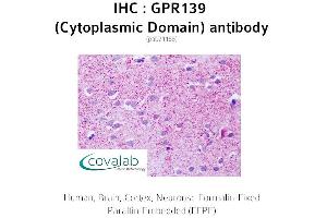Image no. 1 for anti-G Protein-Coupled Receptor 139 (GPR139) (3rd Cytoplasmic Domain) antibody (ABIN1734944) (GPR139 anticorps  (3rd Cytoplasmic Domain))