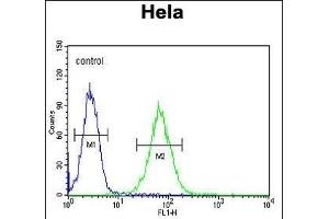 SMYD1 Antibody (C-term) (ABIN654906 and ABIN2844554) flow cytometric analysis of Hela cells (right histogram) compared to a negative control cell (left histogram). (SMYD1 anticorps  (C-Term))