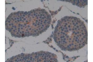 Used in DAB staining on fromalin fixed paraffin- embedded kidney tissue (APOA2 anticorps  (AA 24-102))