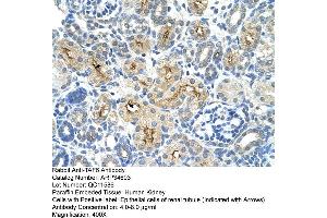 Human kidney (TAF6 anticorps  (N-Term))