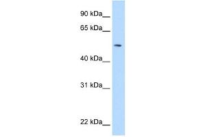 WB Suggested Anti-NEU1 Antibody Titration:  5. (NEU1 anticorps  (Middle Region))