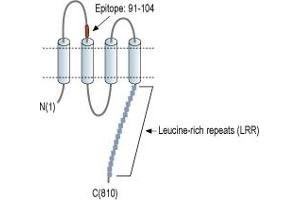 Representative domain view of the target of ABIN7885110.