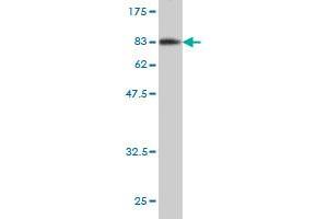 Western Blot detection against Immunogen (82. (EIF4G3 anticorps  (AA 1-515))