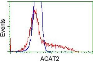 Image no. 2 for anti-Acetyl-CoA Acetyltransferase 2 (ACAT2) antibody (ABIN1496397) (ACAT2 anticorps)