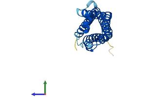 AlphaFold protein structure predicition of Mouse Recombinant Tmem205 Protein, UniprotID Q91XE8