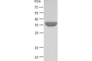 Western Blotting (WB) image for Paraoxonase 1 (PON1) (AA 1-355) protein (His-IF2DI Tag) (ABIN7124313)