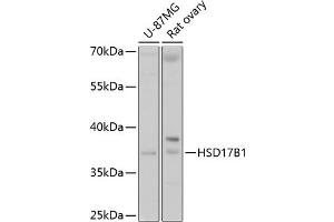 Western blot analysis of extracts of various cell lines, using HSD17B1 antibody (ABIN6129829, ABIN6142002, ABIN6142003 and ABIN6215013) at 1:1000 dilution. (HSD17B1 anticorps  (AA 1-328))