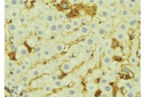 ABIN6276919 at 1/100 staining Mouse liver tissue by IHC-P. (AMBP anticorps  (C-Term))