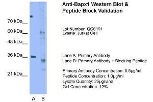 Host:  Rabbit  Target Name:  Bapx1  Sample Type:  Jurkat  Lane A:  Primary Antibody  Lane B:  Primary Antibody + Blocking Peptide  Primary Antibody Concentration:  0. (NKX3-2 anticorps  (N-Term))