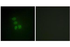 Immunofluorescence analysis of HepG2 cells, using hnRNP G antibody. (RBMX anticorps  (N-Term))