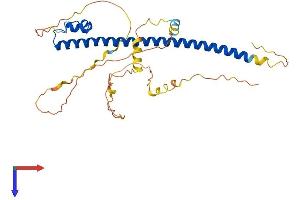 AlphaFold protein structure predicition of Mouse Recombinant Mafb Protein, UniprotID P54841