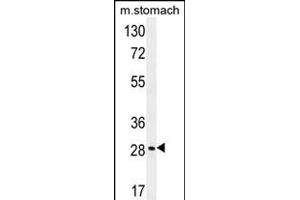 BRMS1L Antibody (N-term) (ABIN654253 and ABIN2844074) western blot analysis in mouse stomach tissue lysates (35 μg/lane). (BRMS1L anticorps  (N-Term))