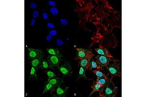 Immunocytochemistry/Immunofluorescence analysis using Mouse Anti-Cav1. (CACNA1C anticorps  (AA 1507-1733) (HRP))