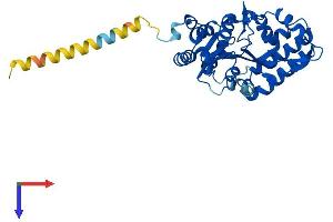 AlphaFold protein structure predicition of Mouse Recombinant Nt5c3a Protein, UniprotID Q9D020