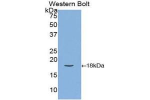 Western Blotting (WB) image for anti-Carcinoembryonic Antigen Gene Family (CEA) (AA 75-219) antibody (ABIN1858354) (CEA anticorps  (AA 75-219))