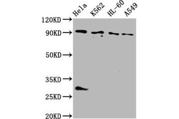 BICD2 anticorps  (AA 511-625)