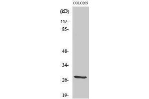 Western Blotting (WB) image for anti-Tumor Necrosis Factor (Ligand) Superfamily, Member 12 (TNFSF12) (Internal Region) antibody (ABIN3187383) (TWEAK anticorps  (Internal Region))