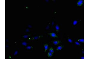 Immunofluorescent analysis of Hela cells using ABIN7166593 at dilution of 1:100 and Alexa Fluor 488-congugated AffiniPure Goat Anti-Rabbit IgG(H+L)