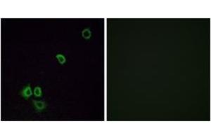 Immunofluorescence (IF) image for anti-Olfactory Receptor, Family 2, Subfamily G, Member 3 (OR2G3) (AA 61-110) antibody (ABIN2890982) (OR2G3 anticorps  (AA 61-110))