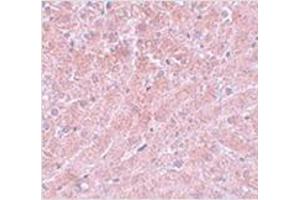 Immunohistochemistry of ATG101 in mouse liver with ATG101 antibody at 5 μg/ml. (ATG101 anticorps  (Center))