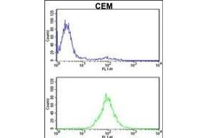KPNB1 Antibody (N-term) (ABIN390792 and ABIN2841041) flow cytometric analysis of CEM cells (bottom histogram) compared to a negative control cell (top histogram). (KPNB1 anticorps  (N-Term))