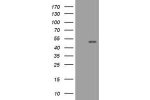 Image no. 1 for anti-CD4 (CD4) antibody (ABIN1497296) (CD4 anticorps)