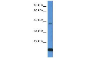 Western Blotting (WB) image for anti-WD Repeat Domain 54 (WDR54) (C-Term) antibody (ABIN786194) (WDR54 anticorps  (C-Term))