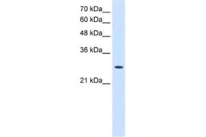 Western Blotting (WB) image for anti-Adenylate Kinase 2 (AK2) antibody (ABIN2462927) (Adenylate Kinase 2 anticorps)