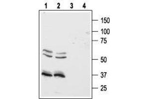 Western blot analysis of human Colo-205 (lanes 1 and 3) and HT-29 (lanes 2 and 4) colon cancer cell lines: - 1,2. (HCRTR1 anticorps  (3rd Intracellular Loop))