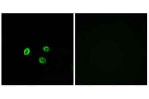 Immunofluorescence analysis of MCF-7 cells, using OR5M9 antibody. (OR5M9 anticorps  (Internal Region))