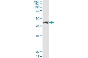 SIRT7 MaxPab rabbit polyclonal antibody. (SIRT7 anticorps  (AA 1-400))