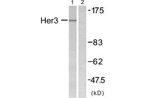 Western blot analysis of extracts from COLO205 cells, using HER3 antibody. (ERBB3 anticorps  (N-Term))