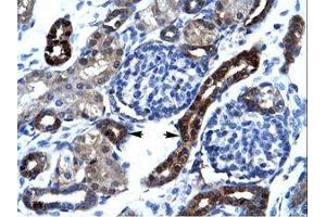 Image no. 1 for anti-A Kinase (PRKA) Anchor Protein 17A (AKAP17A) (AA 48-97) antibody (ABIN6735878)