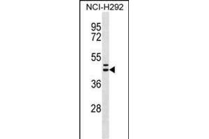 MLNR Antibody (C-term) (ABIN656598 and ABIN2845859) western blot analysis in NCI- cell line lysates (35 μg/lane). (Motilin Receptor anticorps  (C-Term))