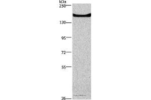 Western blot analysis of Mouse bladder tissue, using GPR124 Polyclonal Antibody at dilution of 1:300 (GPR124 anticorps)