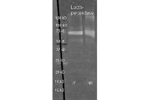 Sheep anti Lactoperoxidase antibody  was used to detect Lactoperoxidase under reducing (R) and non-reducing (NR) conditions. (LPO anticorps)