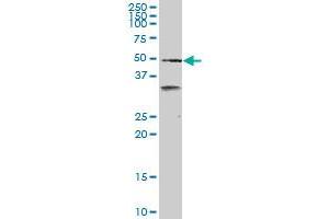 SCARA3 monoclonal antibody (M01), clone 3A2.