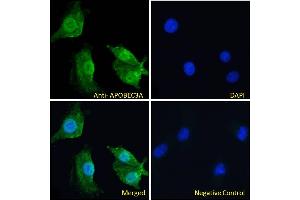 anti-Apolipoprotein B mRNA Editing Enzyme, Catalytic Polypeptide-Like 3A (APOBEC3A) (Internal Region) antibody