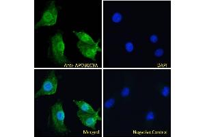 ABIN238645 Immunofluorescence analysis of paraformaldehyde fixed A549 cells, permeabilized with 0. (APOBEC3A anticorps  (Internal Region))